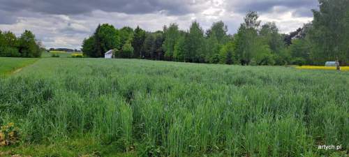 Działka budowlana na sprzedaż, 931 m2, Podrogów