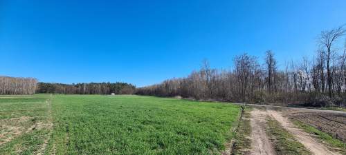 Las za oknem, projekt w ręku działka gotowa do budowy