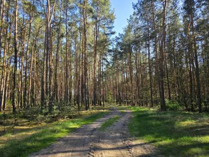 Piękne działki Kaszczor, blisko Jeziora Wieleńskiego