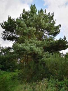 Świeszewo,gm.Gryfice,1.8458ha,Decyzja wz,pod dom.