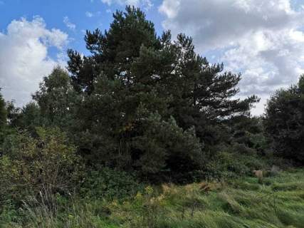 Świeszewo,gm.Gryfice,1.8458ha,Decyzja wz,pod dom.