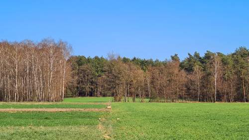 Las za oknem, projekt w ręku działka gotowa do budowy