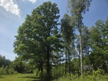 za Sarnią, 3 do wyboru, warunki zabudowy