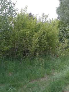 Działka budowlana - Graniczna Wieś