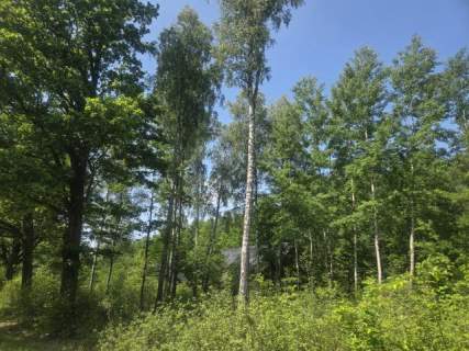 na końcu zamkniętej uliczki, za działką las, wz