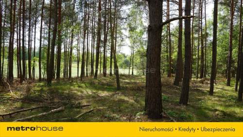 Ekskluzywna działka w lesie w Borach Tucholskich 