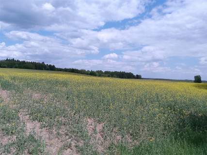 Działka budowlana - Graniczna Wieś
