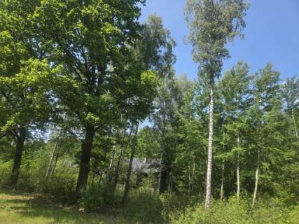 na końcu zamkniętej uliczki, za działką las, wz