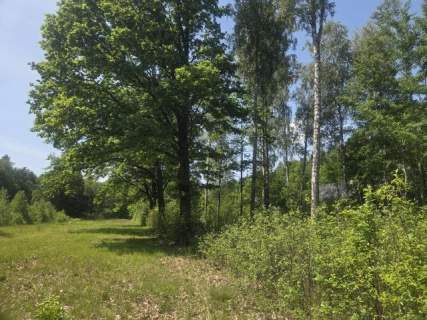 na końcu zamkniętej uliczki, za działką las, wz