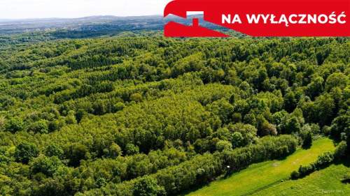 Działka leśna w Skrzyszowie