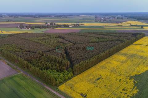 Las, działka leśna, 5,5 ha