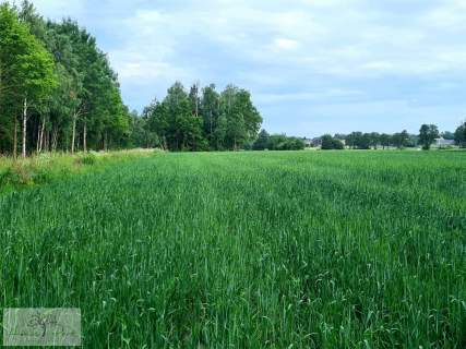 Działka budowlana na sprzedaż, 3000 m2, Dalików