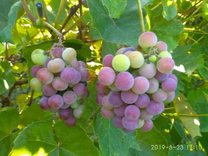 Sprzedam dom