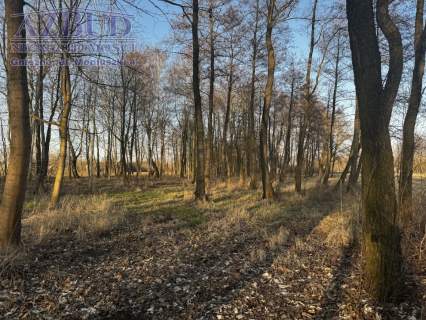 Działka budowlana na sprzedaż, 1709 m2, Rybno Wielkie