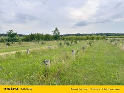 5 ha w jednym kawałku - Potycz, 40 km od Warszawy