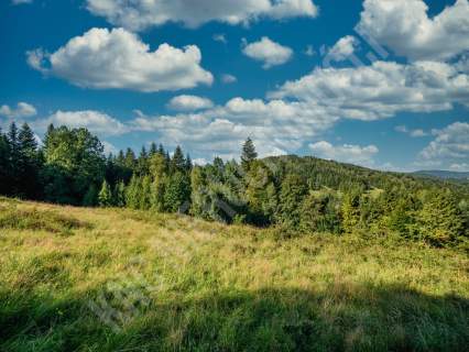 Działka budowlana przy lesie - atrakcyjna cena 