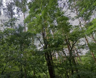 Międzylesie, budowlana 2600m2 las.