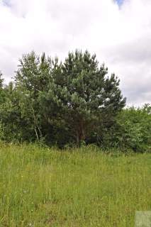 Działka leśna na sprzedaż, 136900 m2, Olszany