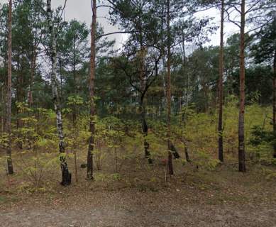 Międzylesie, budowlana 2600m2 las.