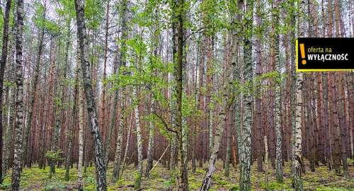 Działka leśna 1,92 ha w Strzegomku koło Rytwian