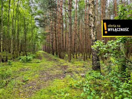 Działka leśna 1,92 ha w Strzegomku koło Rytwian