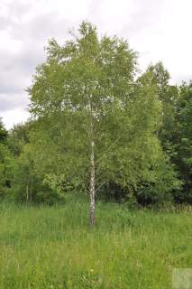 Działka leśna na sprzedaż, 136900 m2, Olszany