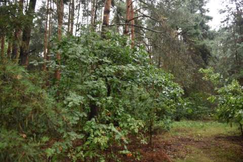Działka budowlana na sprzedaż, 2800 m2, Kuklówka Zarzeczna