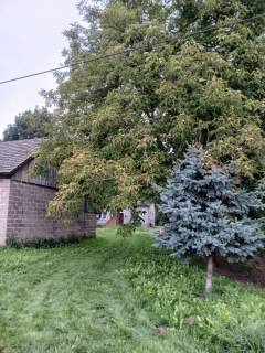 Dom wolnostojący