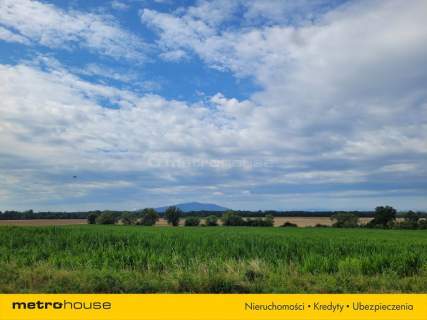 Działka siedliskowa Piława, Mietków pow. 9 030 m2