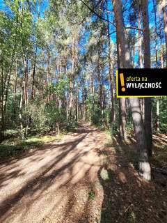 Działka leśna Suków Podmarzysz 5.600 mkw.