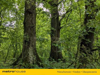 Zabytkowy Park Pałacowy/Dworski z XIX w. - 7.27ha