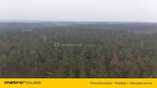 Nieruchomość leśna