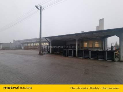 Magazyn do wynajęcia, 2000 m2, Łosice