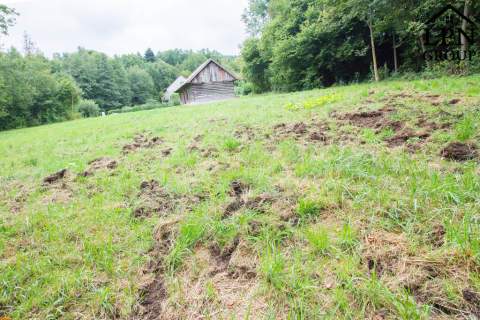 Na sprzedaż działka 32 ary z domem   Krzywaczka