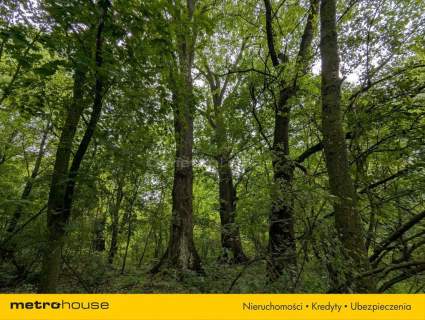 Zabytkowy Park Pałacowy/Dworski z XIX w. - 7.27ha