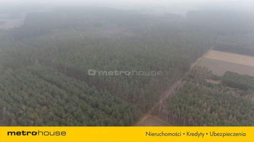 Nieruchomość leśna