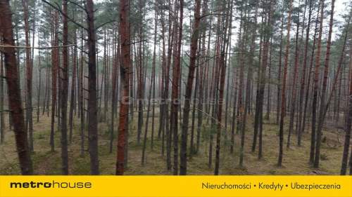 Nieruchomość leśna