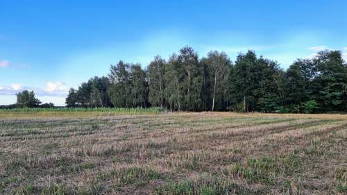 Las za oknem, projekt w ręku działka gotowa do budowy