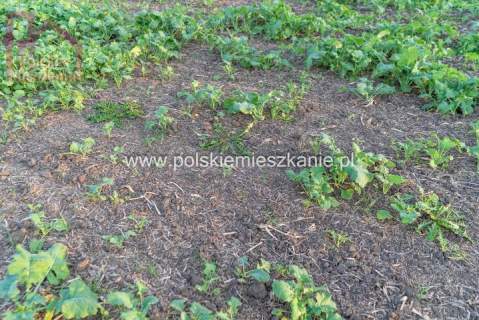 Inwestycyjna działka w Krównikach