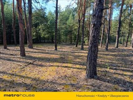 Działka rekreacyjna w miejscowości Karolinów.