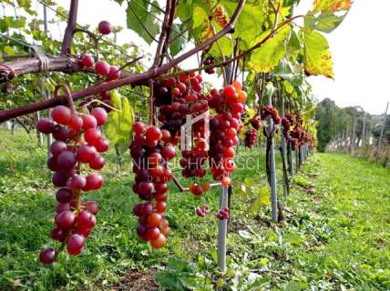 FOREMNA DZIAŁKA BUDOWLANA Z WZ, ŻÓŁKÓW, GM. JASŁO, 27AR