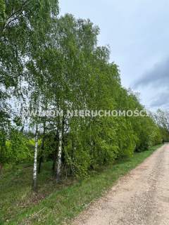 Radziejowice, Kuranów
