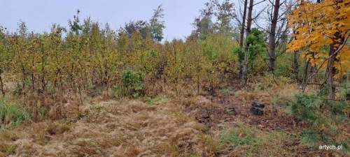 Działka budowlana na sprzedaż, 1363 m2, Kupientyn