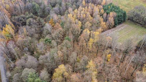 Działka 1,61 ha w lesie z altaną i oczkiem wodnym