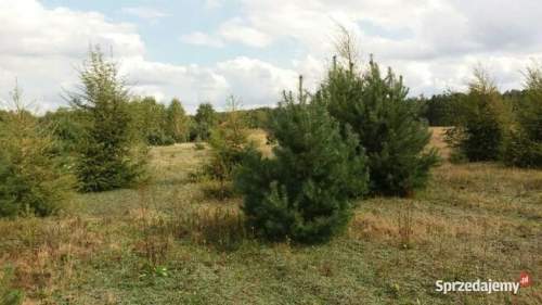 Działka gm. Aleksandrów Łódzki - Ciężków