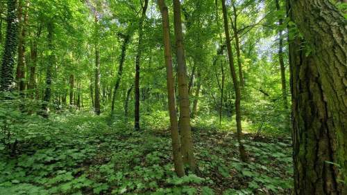 Konstancin działka do sprzedaży 2550 m2