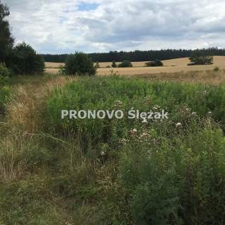 Rościsławice.Działka 1266 m .8 min od Obornik Śl.