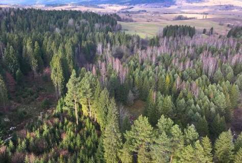 Działka Lipie - cisza i natura w sercu Bieszczad