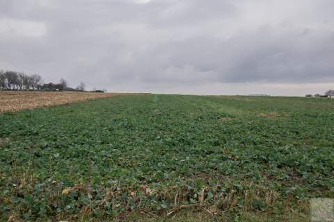 Działki z MPZP w Morawsku