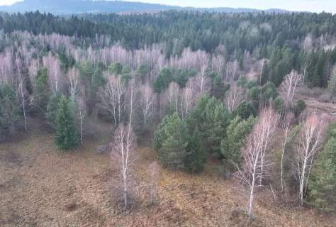 Działka Lipie - cisza i natura w sercu Bieszczad